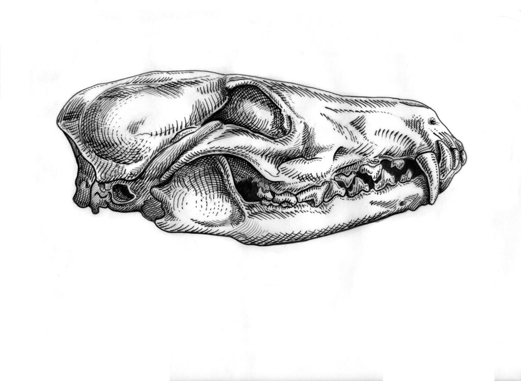 Foxy skull
